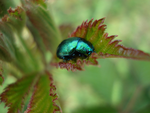 Il risveglio della natura